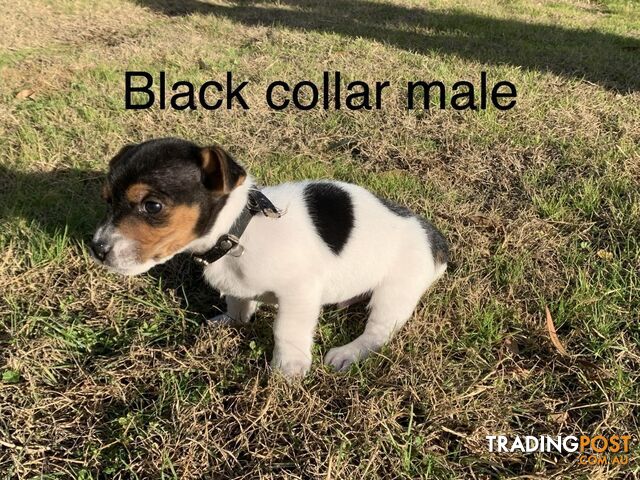 Pure bred Jack Russell puppies