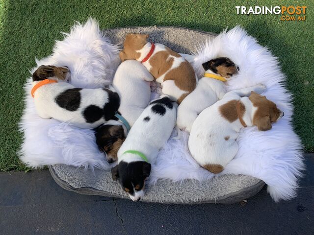 Pure bread Jack Russell puppies