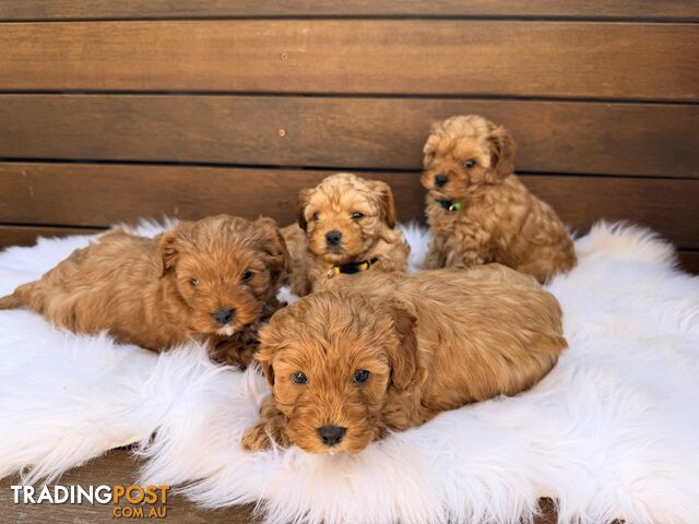 Toy Cavoodle puppies