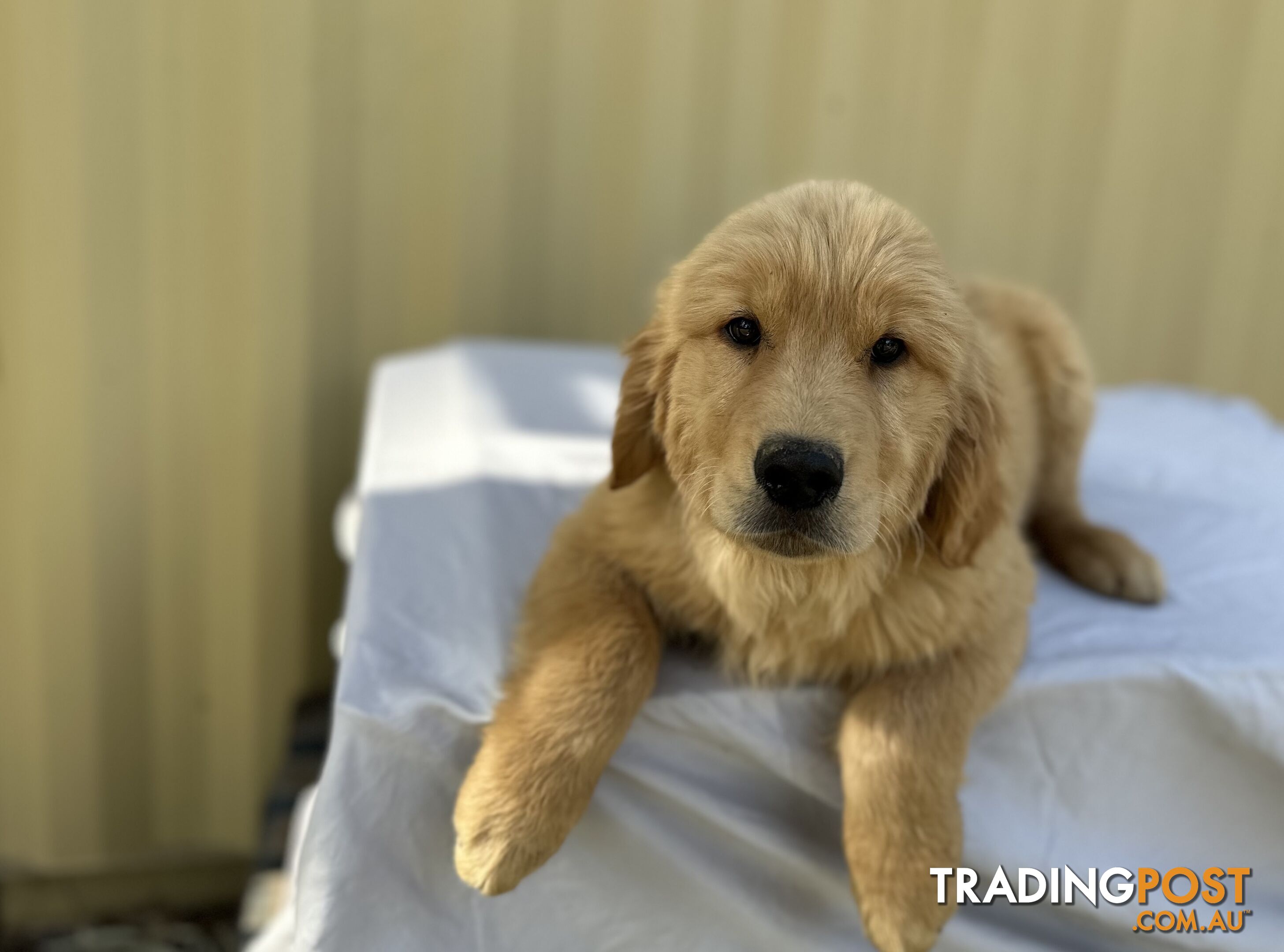 Golden Retriever DARK GOLDEN