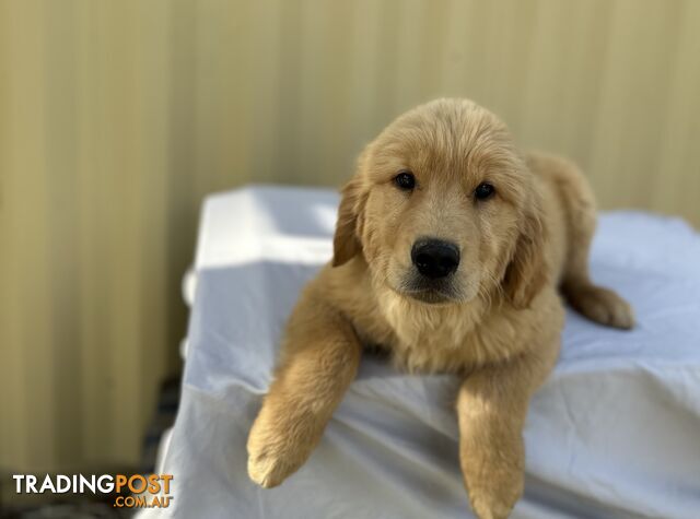 Golden Retriever DARK GOLDEN