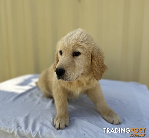 Golden Retriever DARK GOLDEN