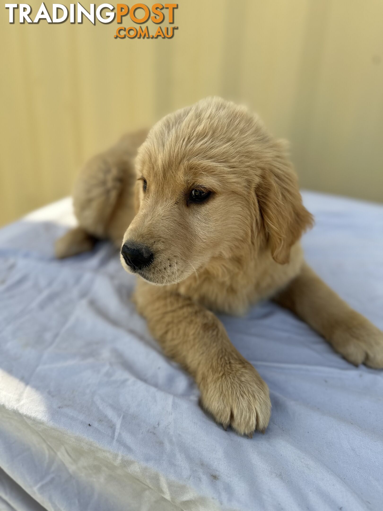 Golden Retriever DARK GOLDEN