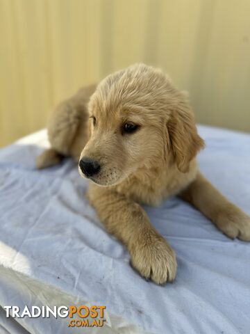 Golden Retriever DARK GOLDEN