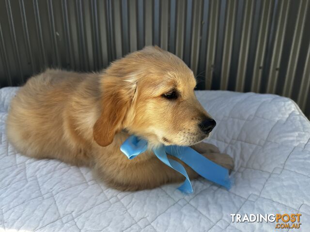 Golden Retriever Pure Dark colours