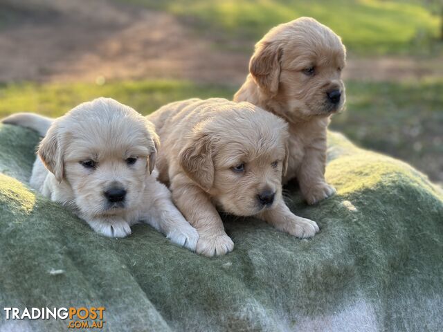 Golden Retrievers - Dark