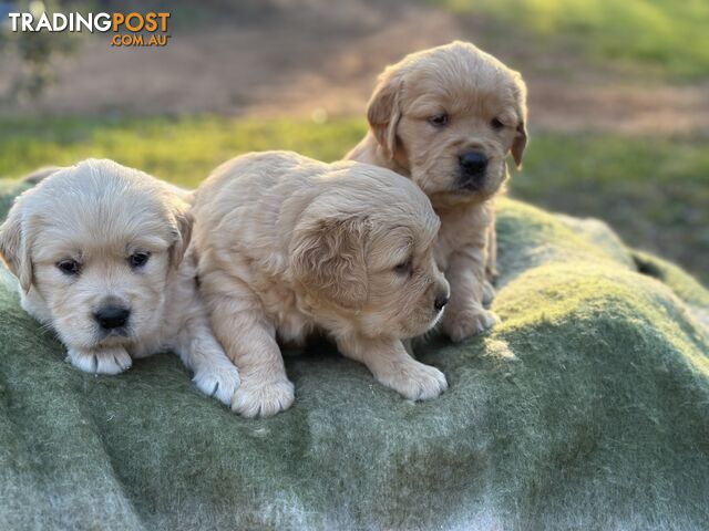 Golden Retrievers - Dark