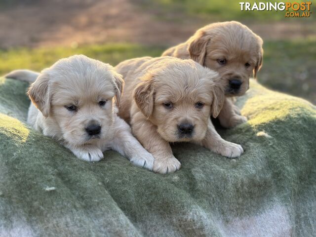 Golden Retrievers - Dark