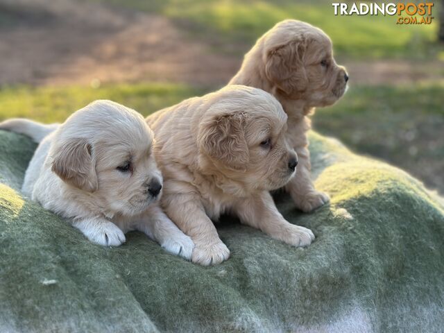 Golden Retrievers - Dark