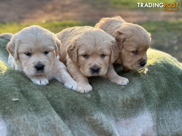 Golden Retrievers - Dark