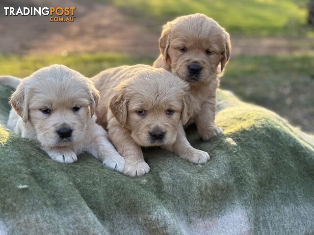 Golden Retrievers - Dark