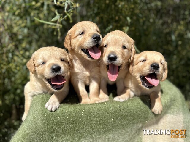 Golden retriever puppies for sale best sale central coast