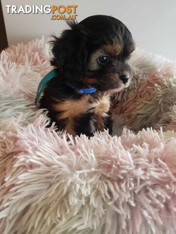 Toy Cavoodle ... King Charles Cavalier x Toy Poodle