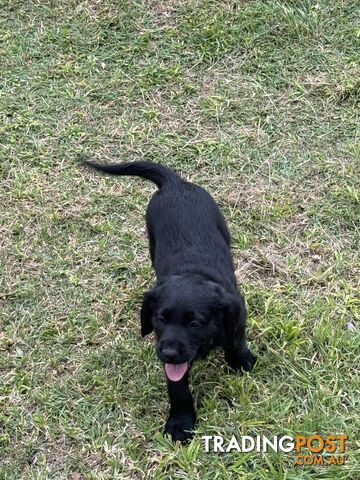 Labradoodle Puppies