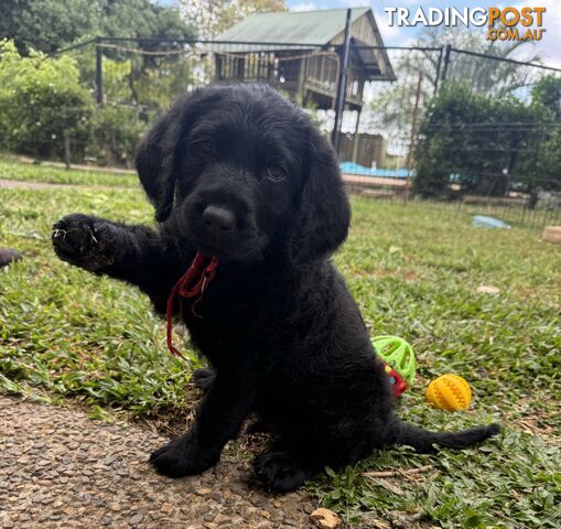 Labradoodle Puppies