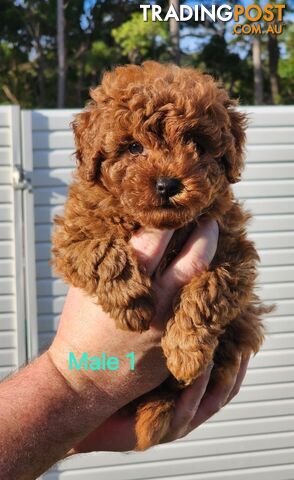 2 Pure Breed Toy Poodle Puppies Dark Red