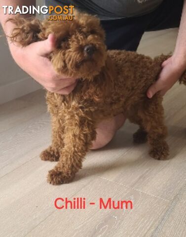 2 Pure Breed Toy Poodle Puppies Dark Red