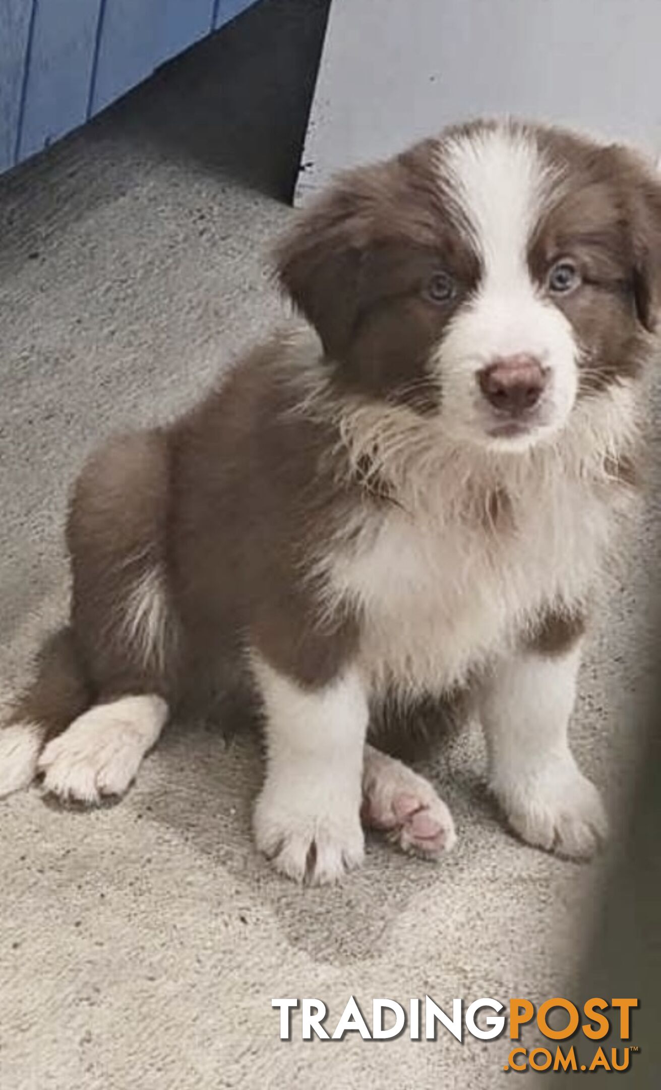 Pure Bred Mains registered Border Collie Puppies