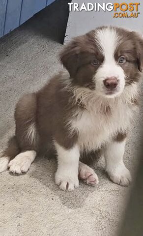 Pure Bred Mains registered Border Collie Puppies