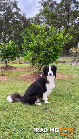 Pure Bred Mains registered Border Collie Puppies