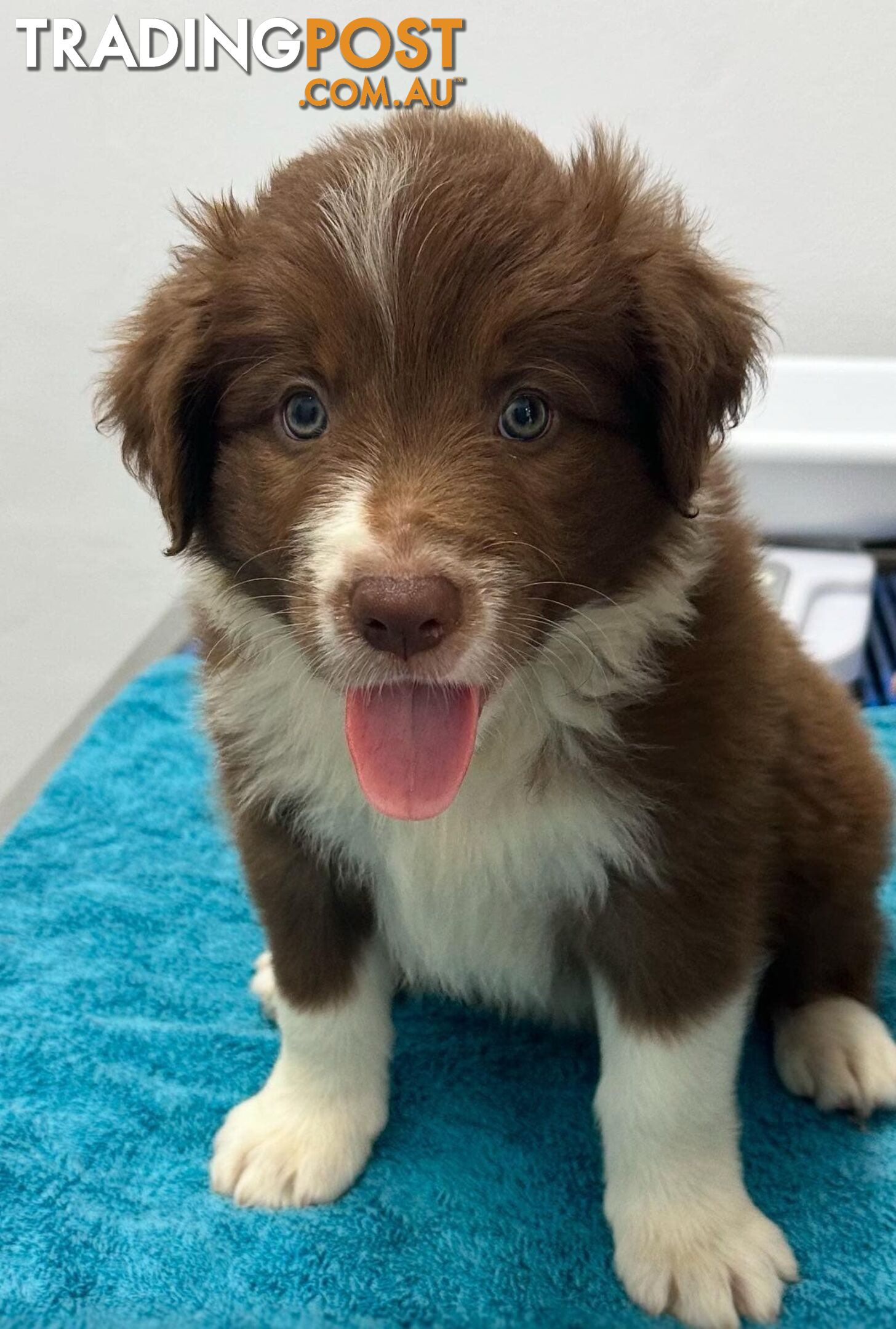 Pure Bred Mains registered Border Collie Puppies