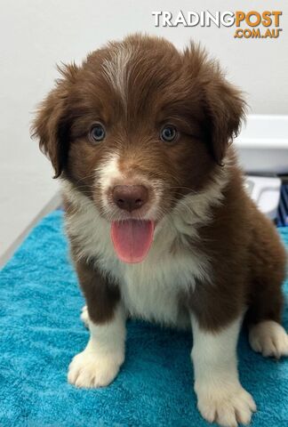 Pure Bred Mains registered Border Collie Puppies