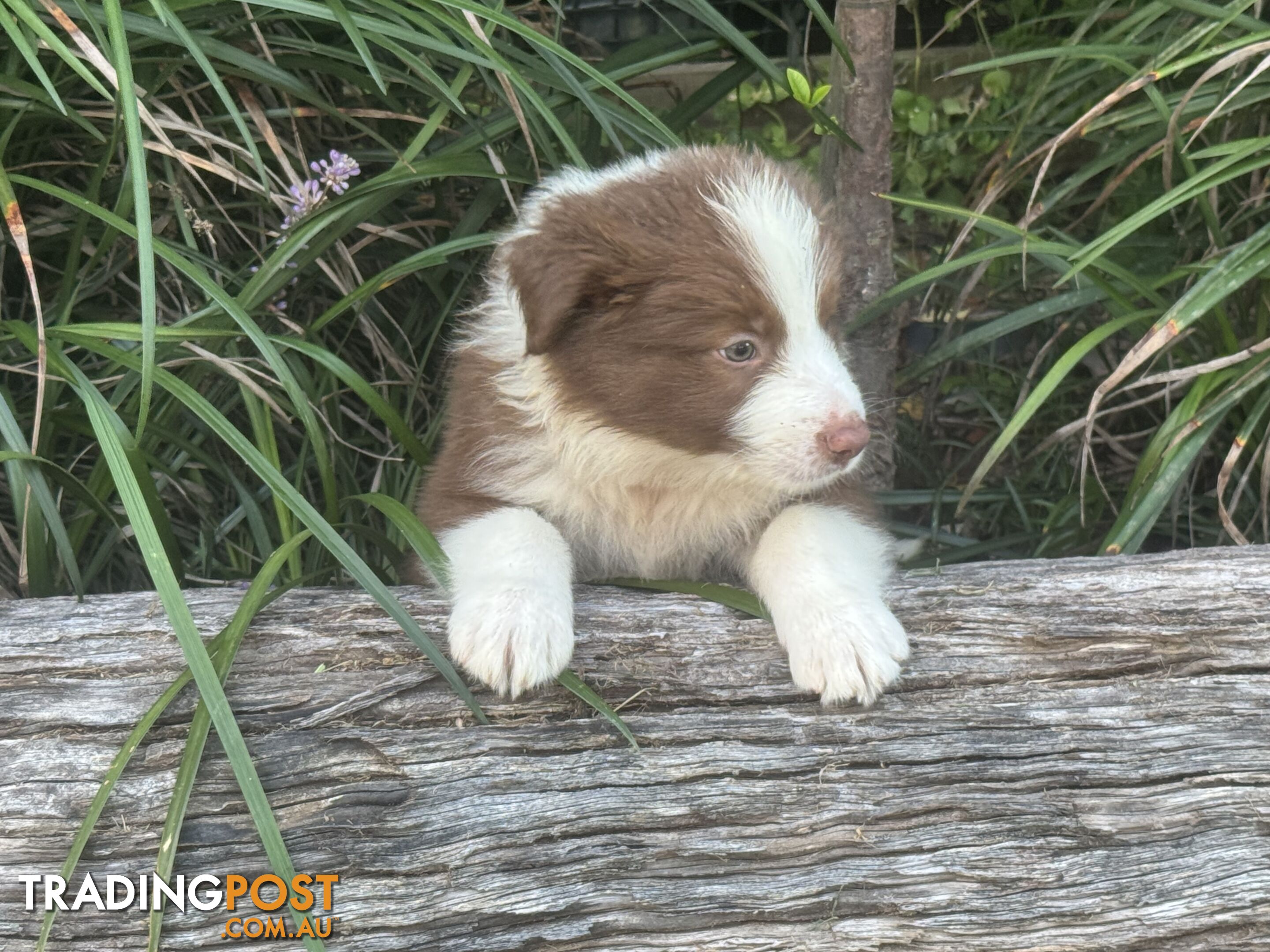 Pure Bred Mains registered Border Collie Puppies