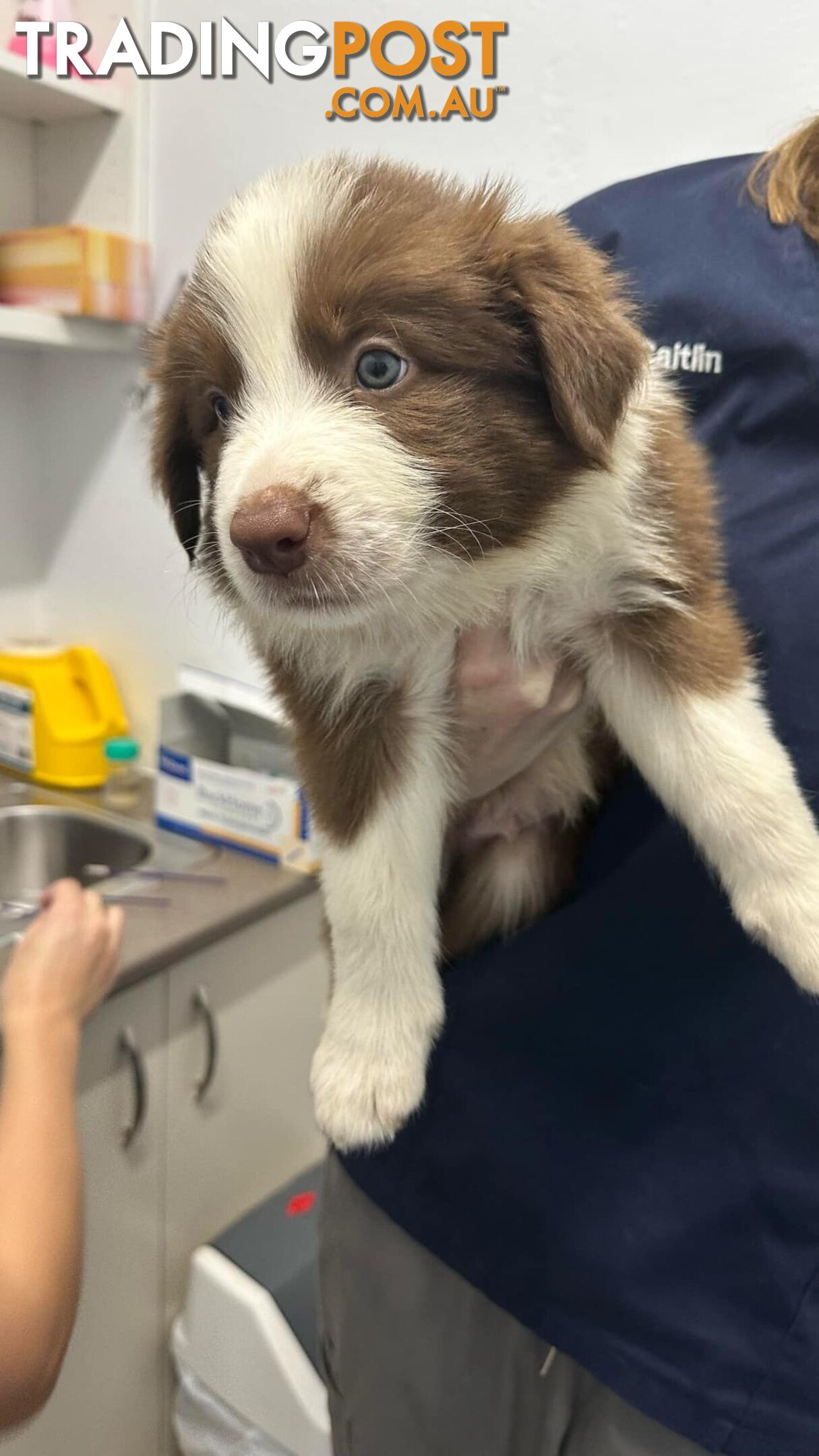 Pure Bred Mains registered Border Collie Puppies