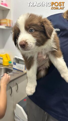 Pure Bred Mains registered Border Collie Puppies