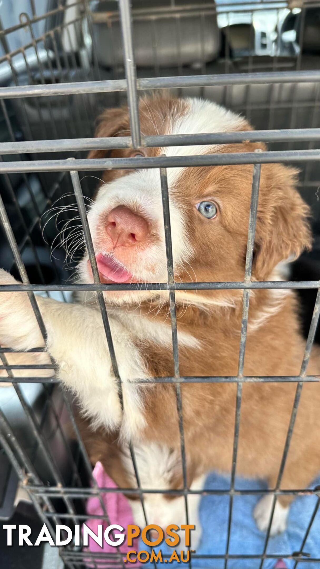 Pure Bred Mains registered Border Collie Puppies