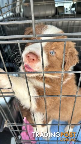 Pure Bred Mains registered Border Collie Puppies