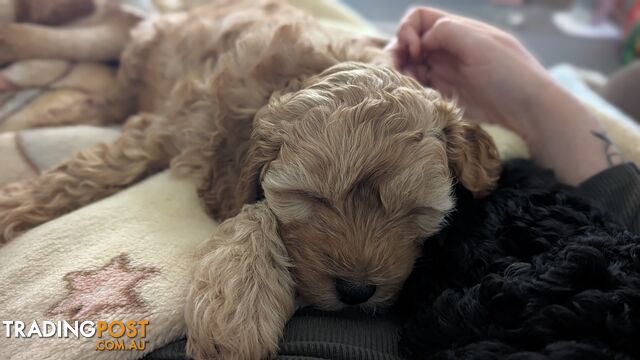 Gorgeous cavoodle boy looking for his forever home. - photo 3 of 6