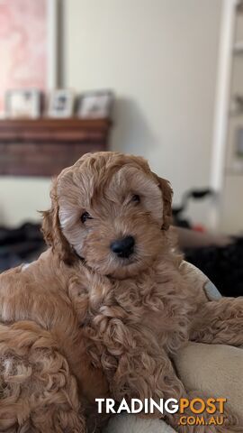 Gorgeous cavoodle boy looking for his forever home.