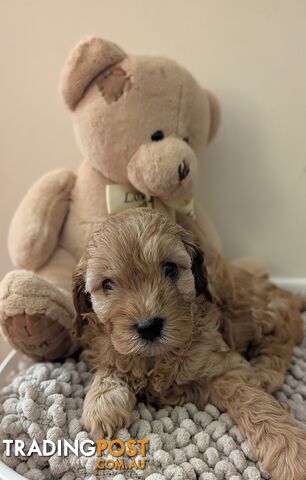 Gorgeous cavoodle boy looking for his forever home. - photo 4 of 6