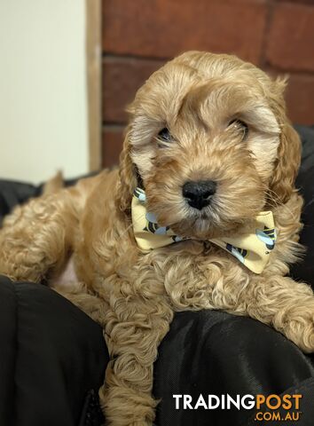 Gorgeous cavoodle boy looking for his forever home. - photo 2 of 6