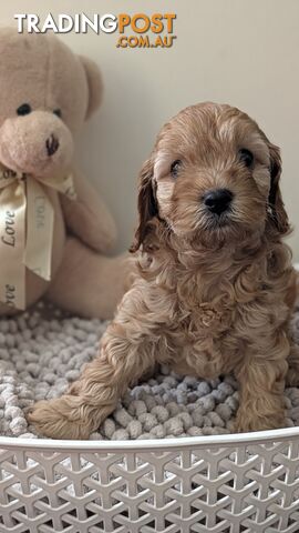 Gorgeous cavoodle boy looking for his forever home. - photo 5 of 6