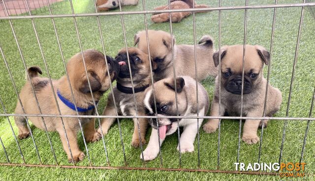 Free puppies hot sale illawarra