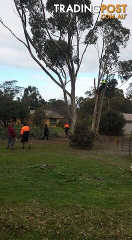 Tree Pruning and Surgery in Deer Park