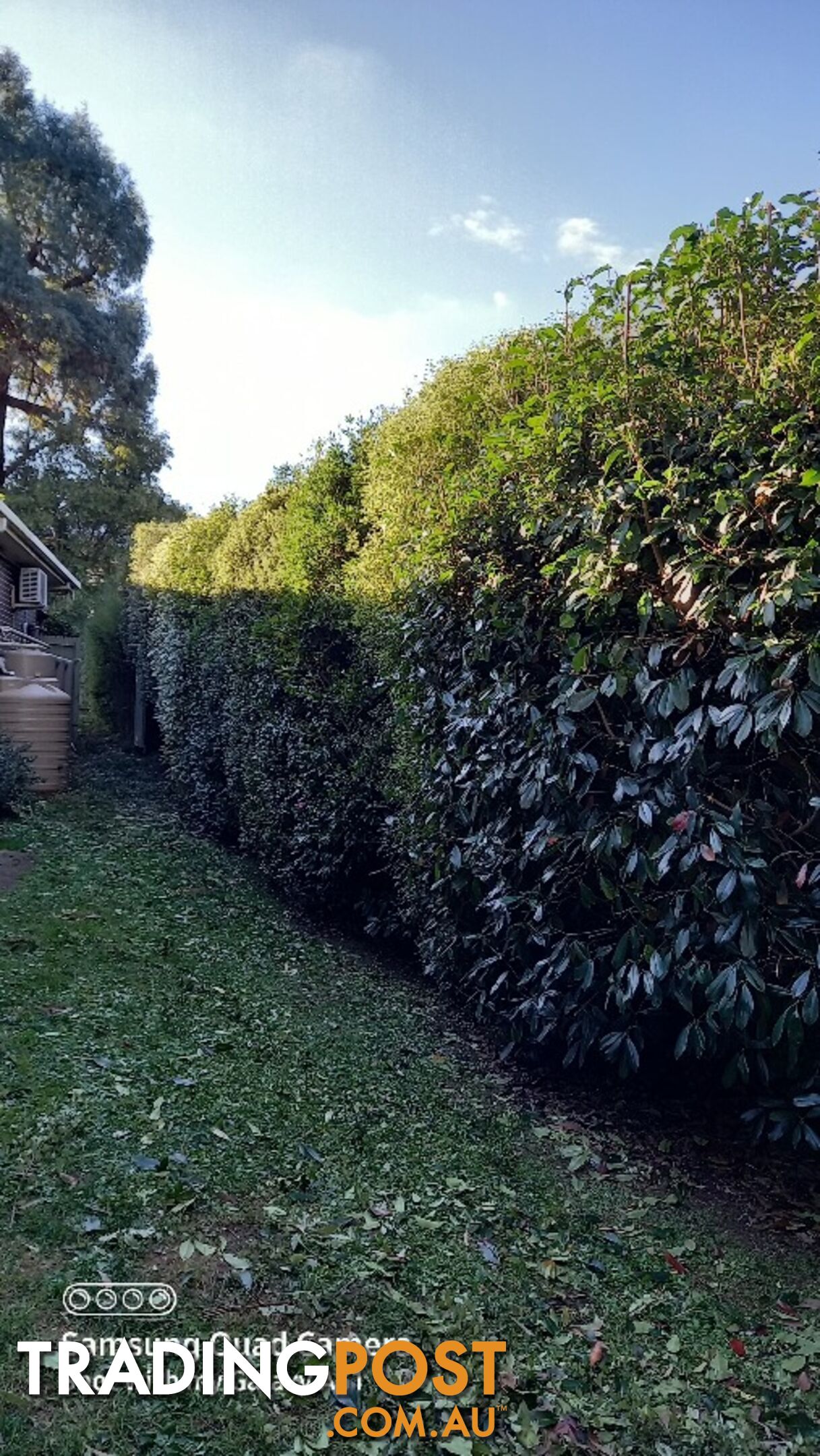 Hedge trimming in Deer Park