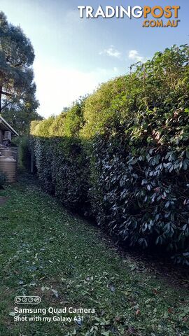 Hedge trimming in Deer Park