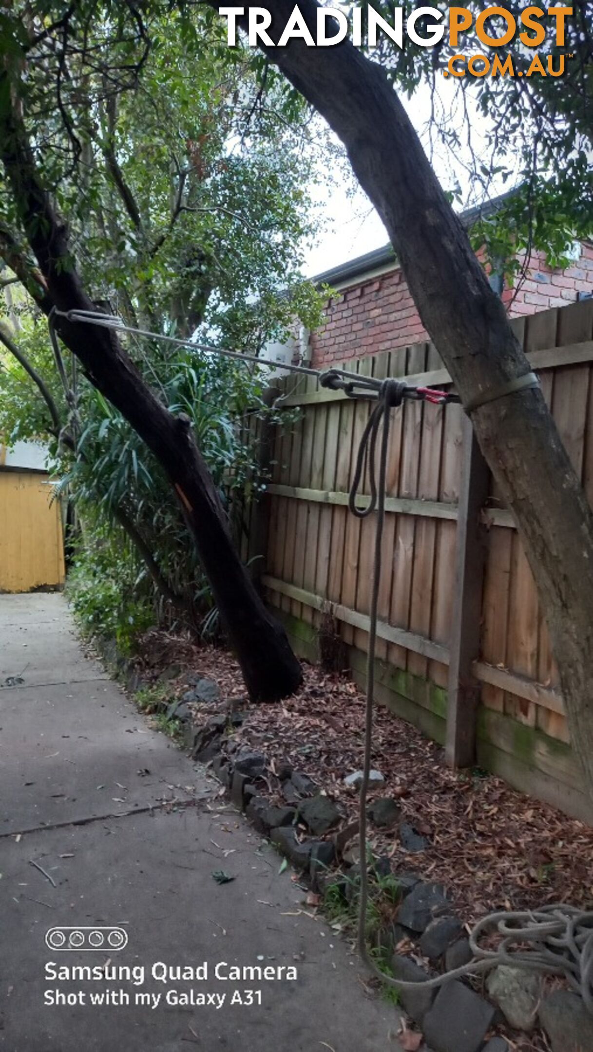 Tree removal balwyn 