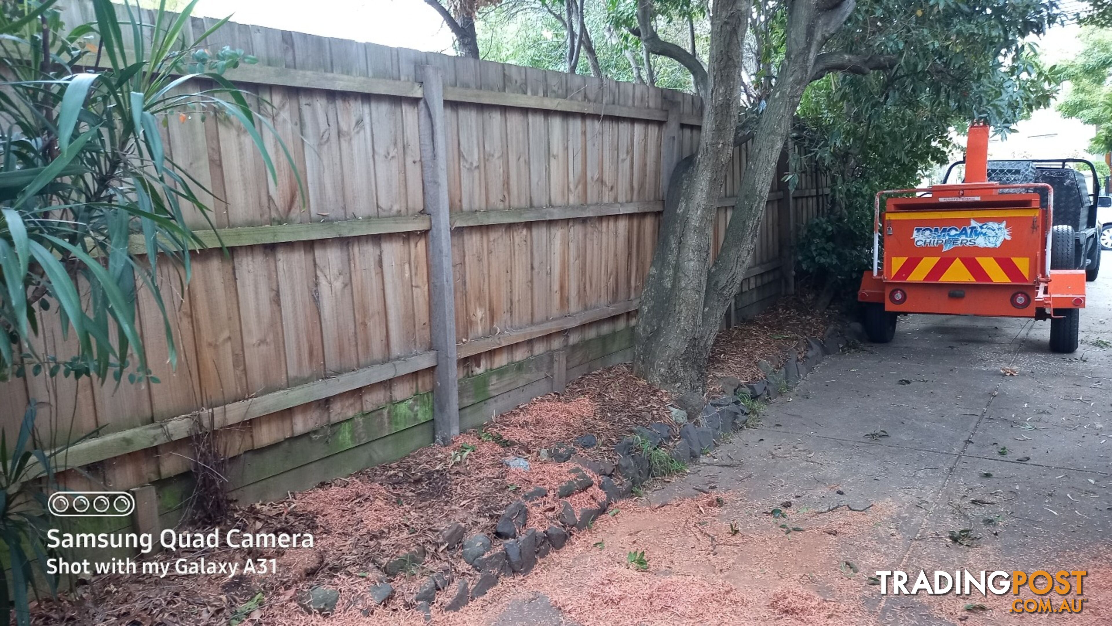 Tree removal balwyn 