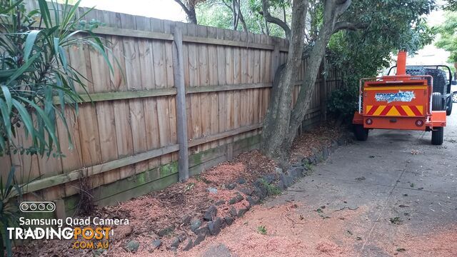 Tree removal balwyn