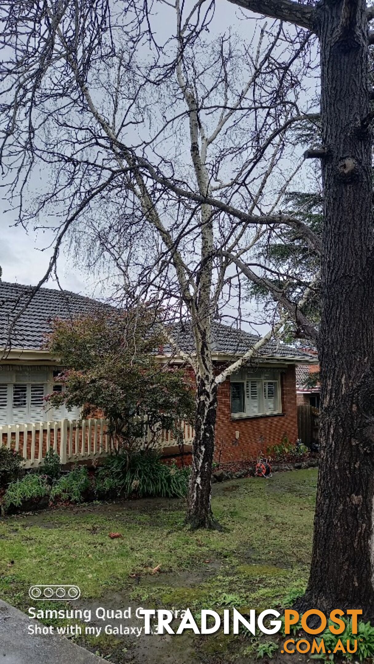 Tree and stump removal 