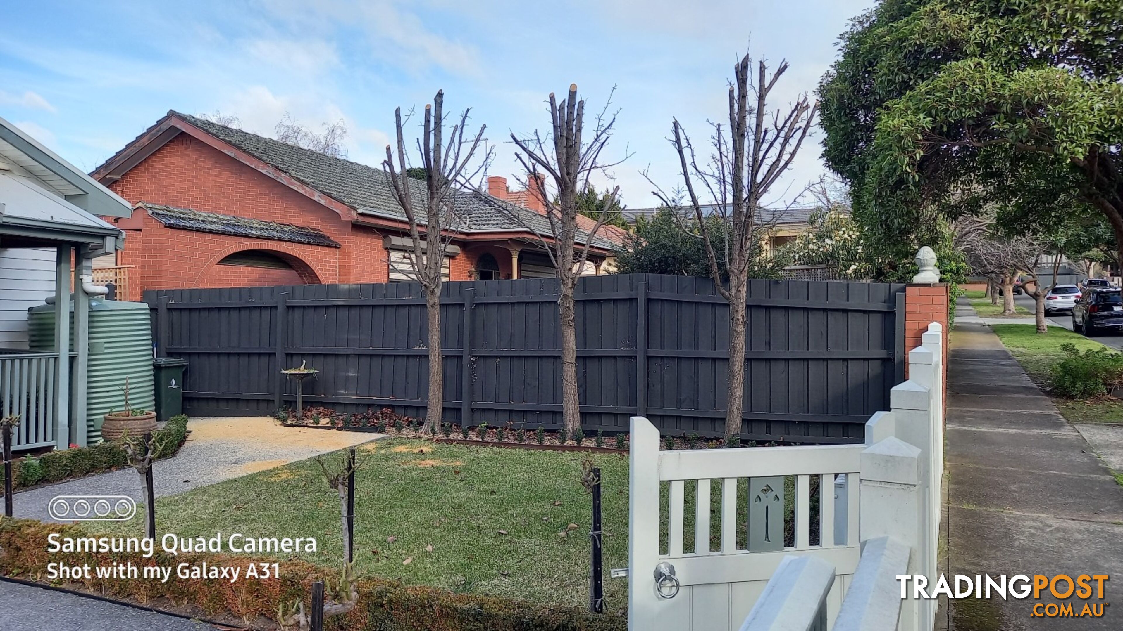 Tree removal trimming 