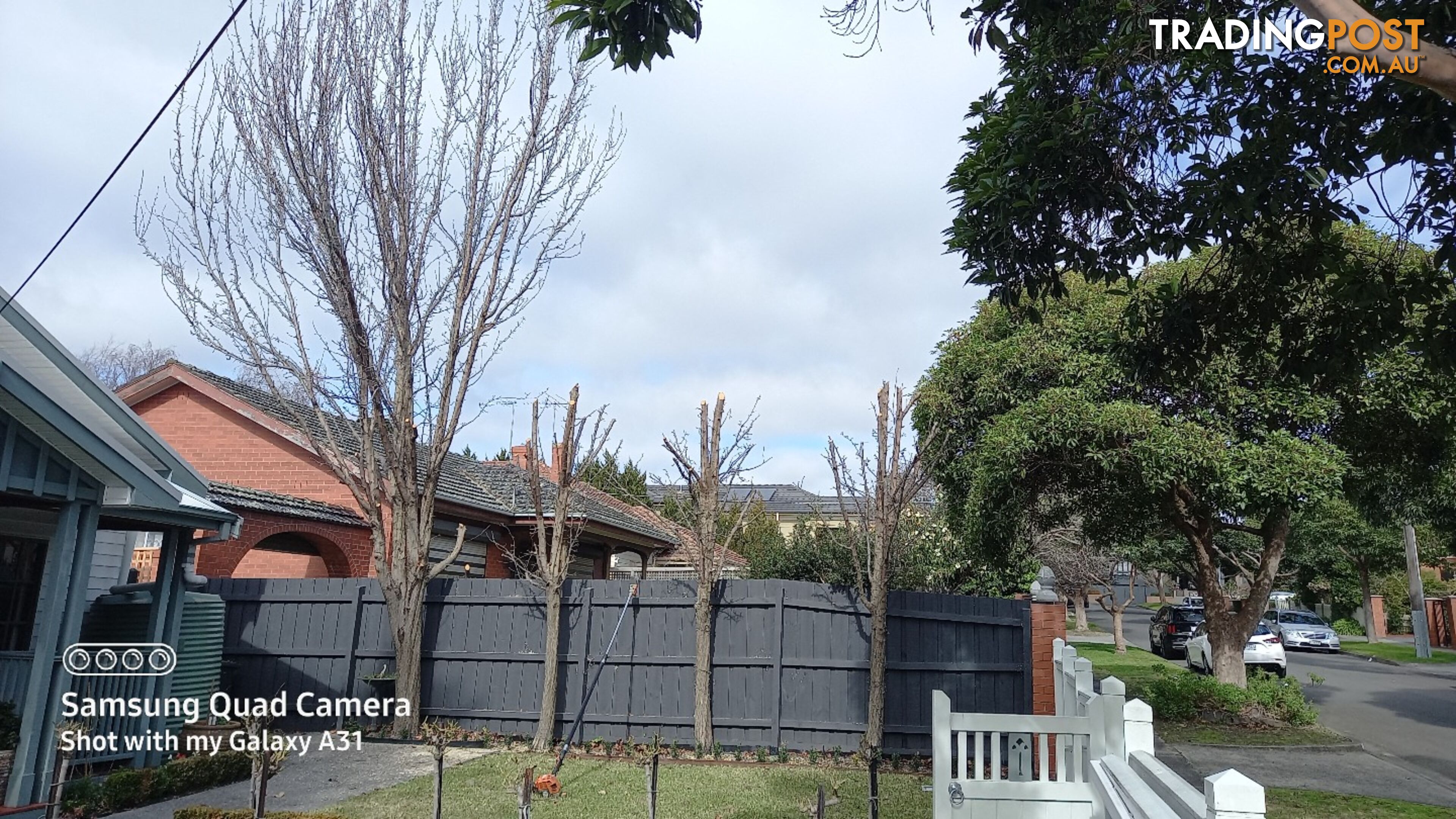 Tree removal trimming 