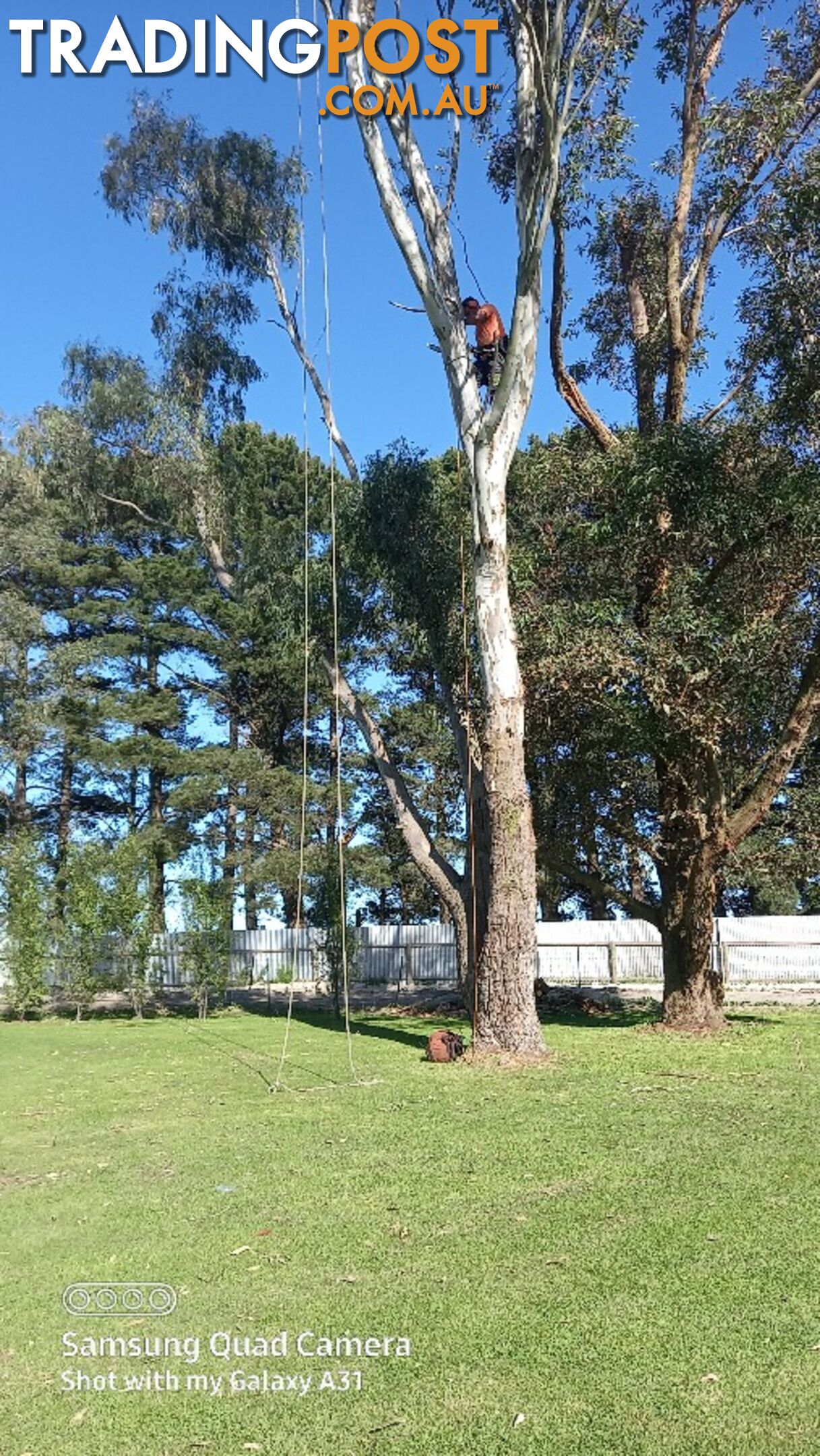 Tree removal nyora 