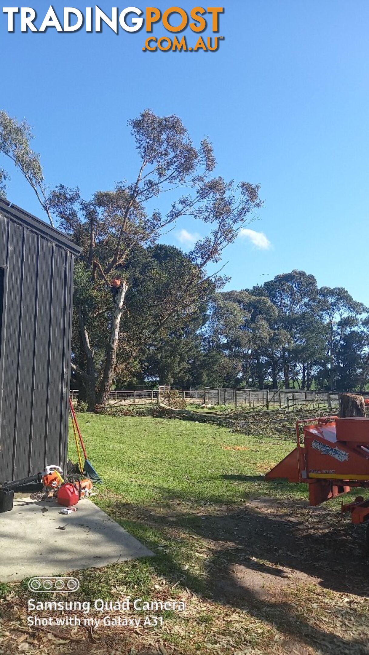 Tree removal nyora 