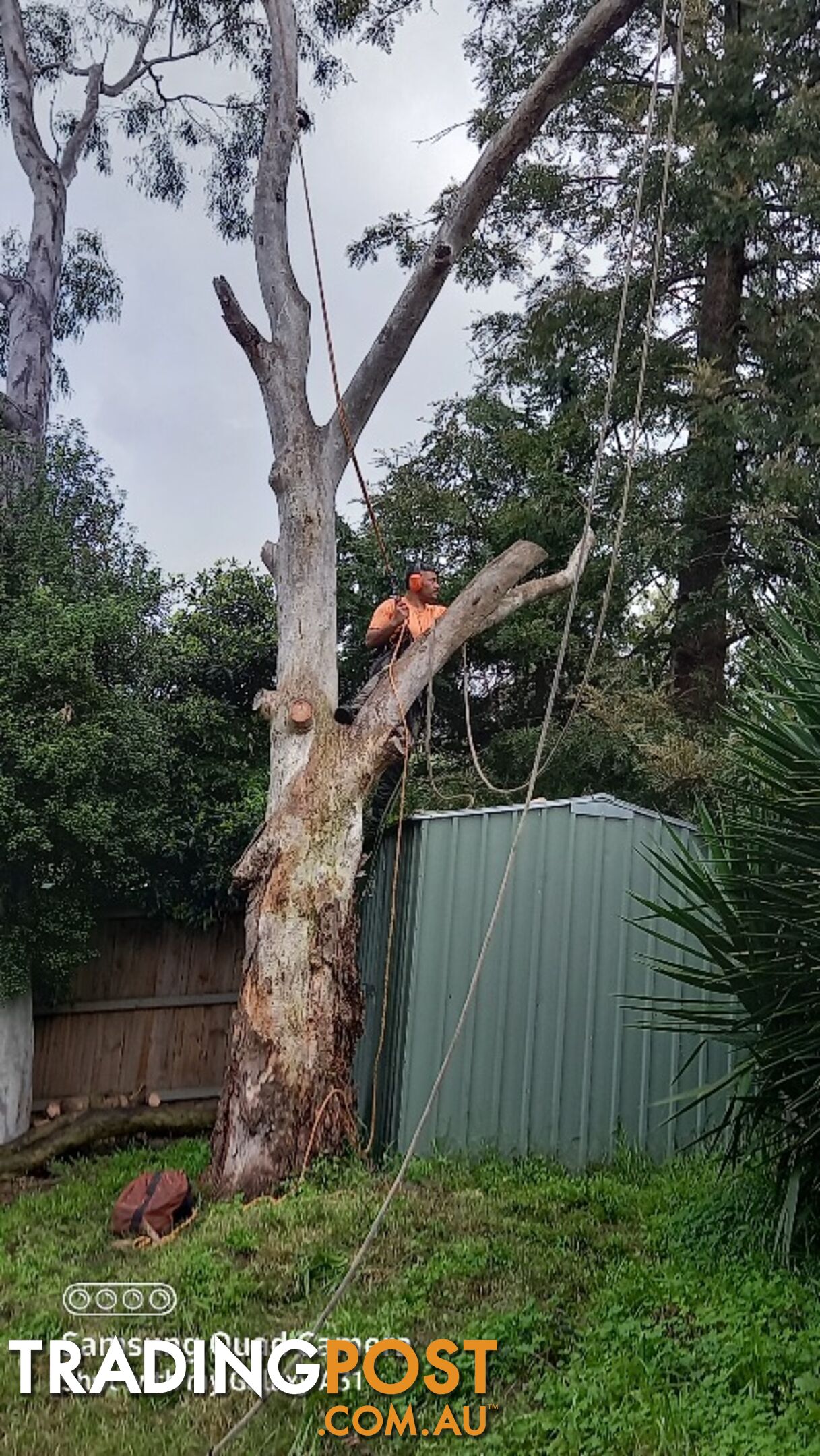 Tree removal warranwood