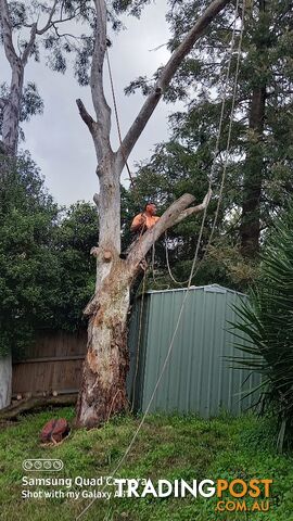 Tree removal warranwood